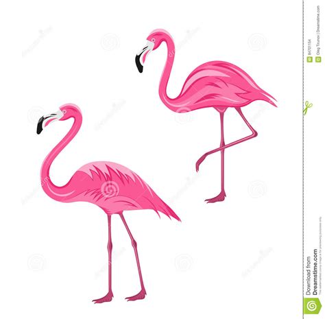 Couple Pink Flamingos Isolated On White Background Stock Vector - Illustration of isolated ...