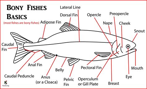 Koaw Illustrations Fish Identification Morphology Anatomy Features