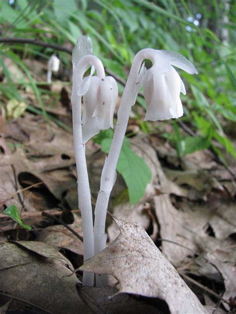 Ghost Flowers Monotropa Uniflora Also Known As The Ghost Flickr