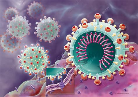 Coronavirus And Host Cell Fusion Stock Image C0492146 Science