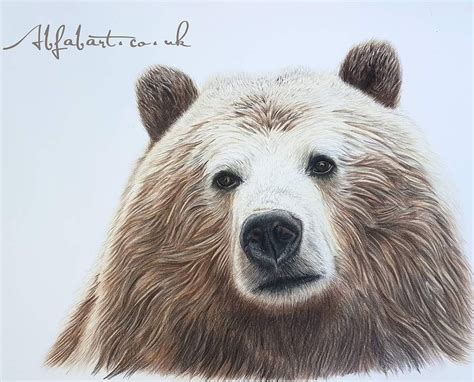 Old Grizzly Colour Pencil By Trudy Harper Color Pencil Art Colored