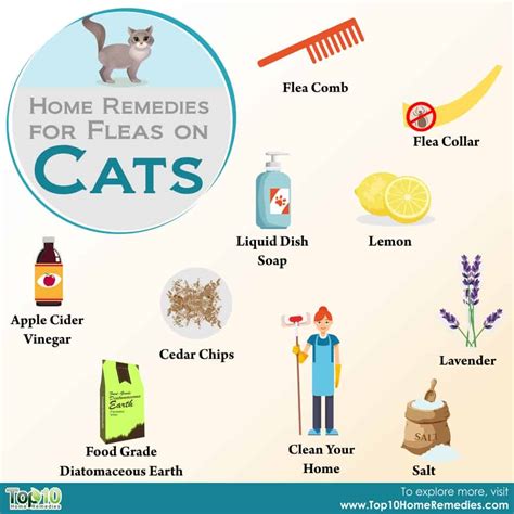 Home Remedies For Fleas On Cats Top 10 Home Remedies Home Remedies