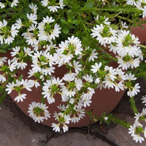 Scaevola Surdiva White — Annual Spring Hill Nurseries