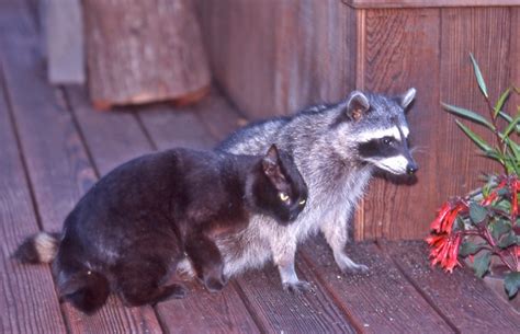 A Housecat And A Raccoon Became Friends As Photographed