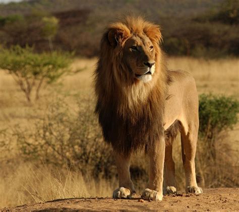 León Salvaje Imágenes Y Fotos