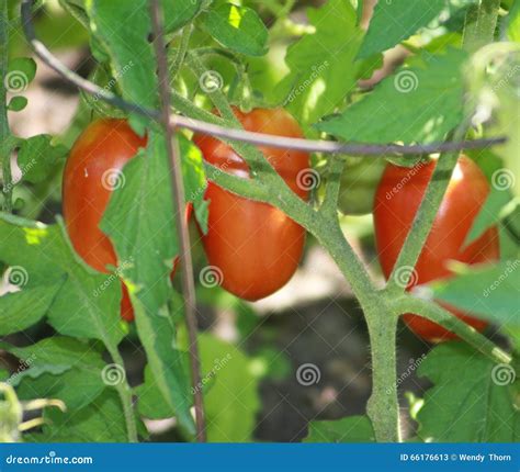Italian Plum Tomato Plant Stock Image Image Of Plum 66176613