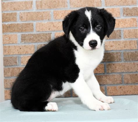 77 Border Collie Breeders Pa Pic Bleumoonproductions