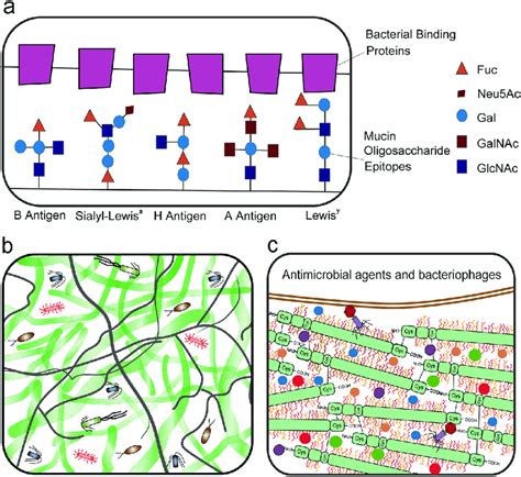 The Mucus Barrier Functions To Modulate Bacterial Colonization A The