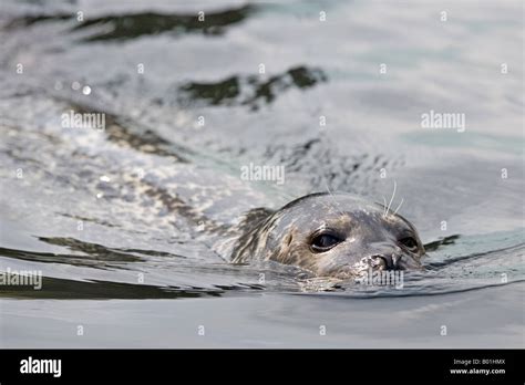 Harbour Seal Common Seal Phoca Vitulina Stock Photo Alamy