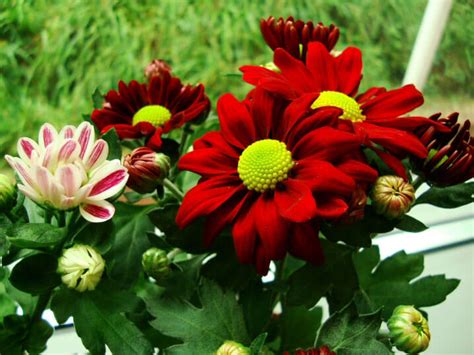 Chrysanthemum Pot Mum Florists Mum Guide Our House Plants