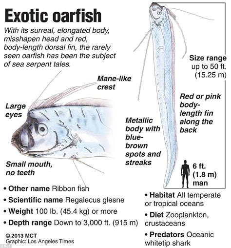 Get A Life Now Giant Oarfish