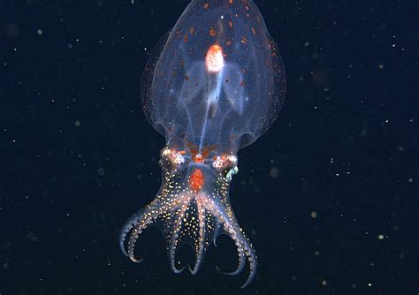 Historic Aquarium First Vampire Squid On Display Nbc