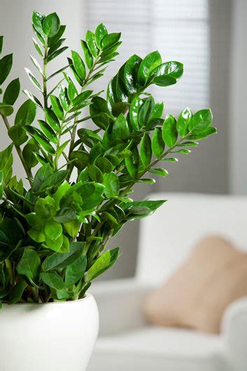 21 Best Indoor Plants Find Your Perfect Houseplant