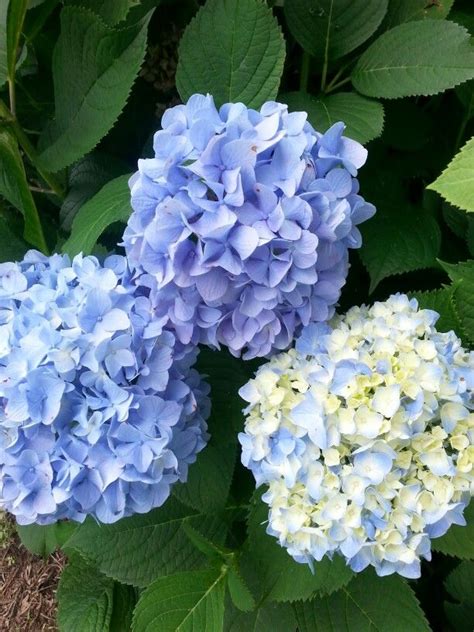 My Blue Hydrangeas 2014 Flower Photos Love Flowers Peonies And