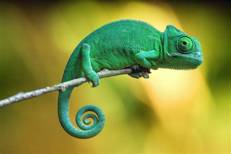 Facts About Veiled Chameleons