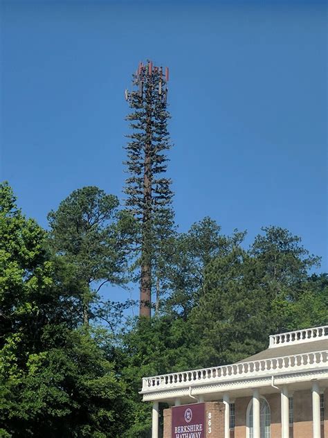 This Utility Pole Looks Like A Tree Tree Utility Pole Pole Tree