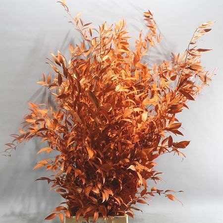 Soft Ruscus Dyed Orange Is Approx Cm Very Popular At Christmas And