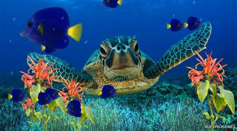 Here's a short list of screensavers that will make your mac look 20x better when you leave it alone for a few minutes. aquarium - Google Search | Coral reef aquarium, Aquarium ...