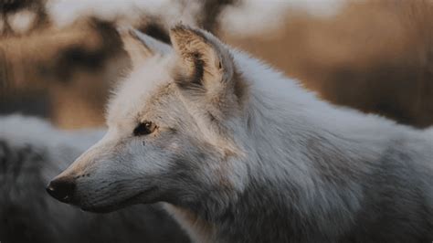 Dnr Estimates Wolf Population Up About 13