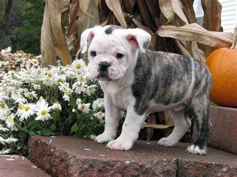 Boston Terrier English Bulldog Mix Puppies For Sale Petsidi