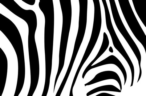 Download Zebra free vector download (209 Free vector) for ...