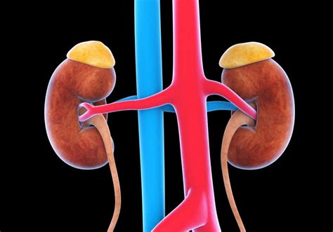 All About The Renal Arteries Facty Health