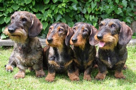 Teckel pups beschikbaar ( ruwharige, langharige en korthaar), 100 % belgische teckel hondjes, ouders aanwezig. Vachtverzorging van de Teckel - Hondenwoordenboek.nl