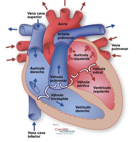 Sistema Cardiaco Mind Map