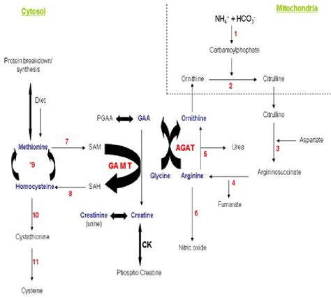 The Creatinephosphocreatine Methionine Homocysteine And Urea Cycle
