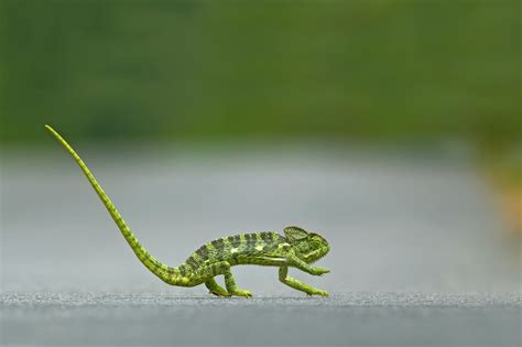 Indian Chameleon National Geographic Your Shot Photo Of The Day