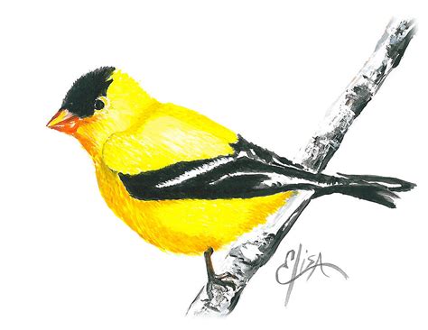 American Goldfinch Painting By Elisa Gabrielli