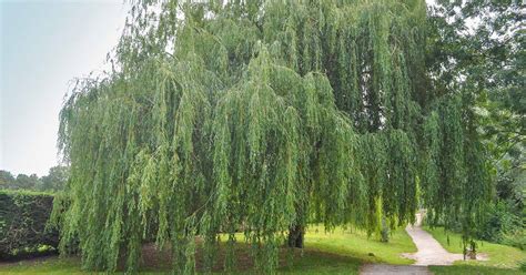 How To Grow And Care For Willow Trees Gardeners Path