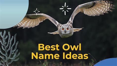 24 Best Owl Names Unique And Famous Owl Name Ideas Youtube
