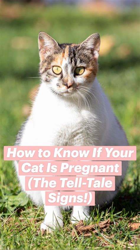 How To Know If Your Cat Is Pregnant The Tell Tale Signs An
