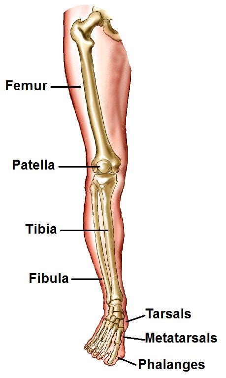 Musculoskeletal image with rounded rectangle on white background. Human Leg Bone Structure - Human Anatomy Details