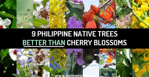 Philippine flower shop offers best flowers in the philippines. 9 Philippine Native Trees Better Than Cherry Blossoms