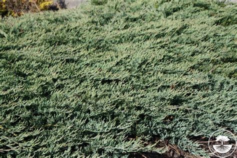 Juniperus Horizontalis Glacier Jałowiec Płożący