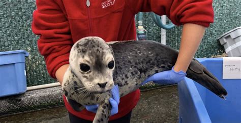Save a seal: Vancouver Aquarium's Marine Mammal Rescue Centre needs ...