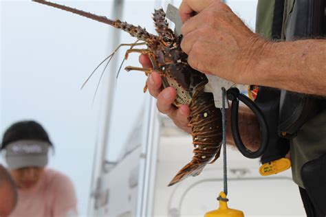 4 Deaths And Multiple Arrests During Week Of Lobster Mini Season In The