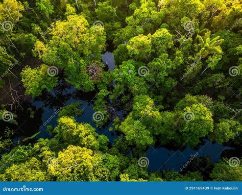 Aerial View Of Rainforest River In Amazonas Brazil Stock Image Image