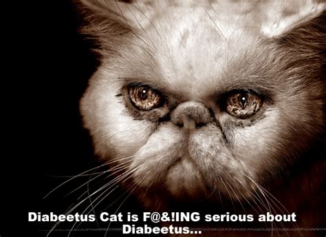 Diabeetus Cat Picture Ebaums World