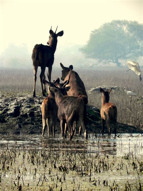 The Keoladeo National Park Which Was Made A World Heritage Site In The Year Of Is