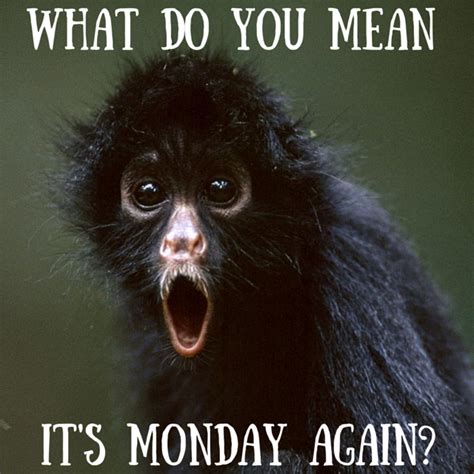 Amazon Aid Foundation Funny Monkey Memes Monkeys Funny Monkey Memes