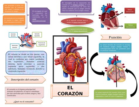 Mapa Mental Corazón Estructura Básica Anatomia Studocu