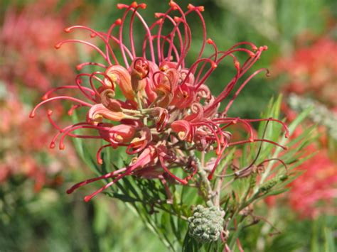 Grevillea 'Mason's Hybrid' (Grevillea Hybrid)