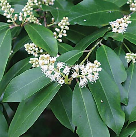 What Is A Cherry Laurel Tree