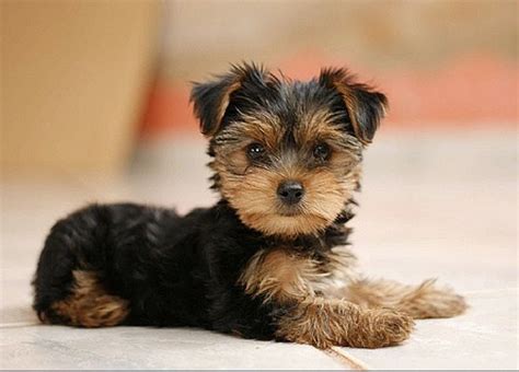 Pin By S W On Pets And Other Animals Baby Dogs Yorkie Puppies