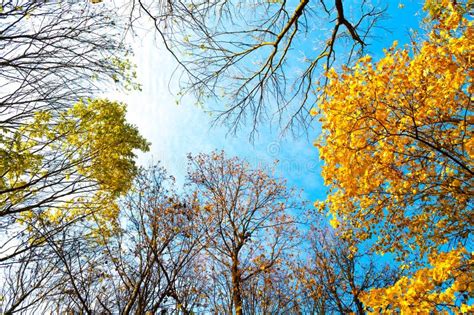 Autumn Trees Backgorund Orange Autumn Trees Tops Against Blue Sunny