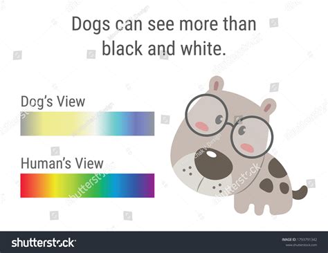 Dog Vision Spectrum Infographics Dog Color Stock Vector Royalty Free