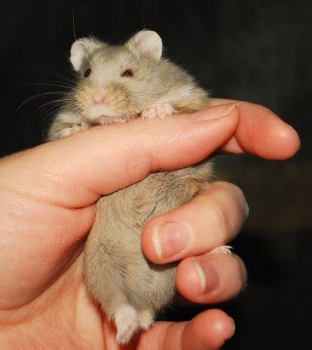 Philadelphia Hamster Dark Beige Russian Campbells Dwarf